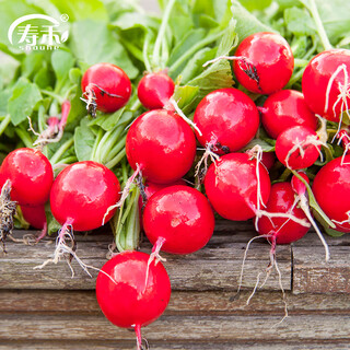 Shouhe cherry radish seed seedlings fruit radish spring vegetable seeds carol cherry radish seeds about 400 pieces