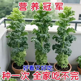 Tianfen kale seeds, four-season balcony cold-resistant edible olive vegetables, easy-to-grow potted high-calcium vegetable seeds in the field, high-nutrition green kale seeds, 100 capsules