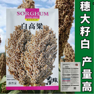 白高梁种子食用矮高粱种子白高梁种子春播白高粱种子白高粱米 白高粱种子原装50克【2袋】