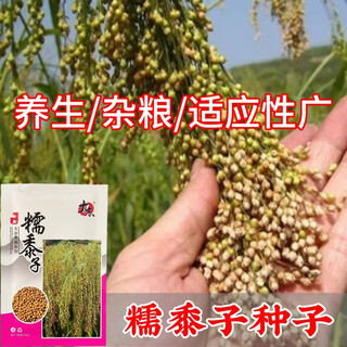 Семена просо клейкое Дажи, рис ревень клейкий, семена проса клейкое, цельнозерновое, семена проса клейкое, новые семена №88/оригинальные новые семена (50 грамм в упаковке)