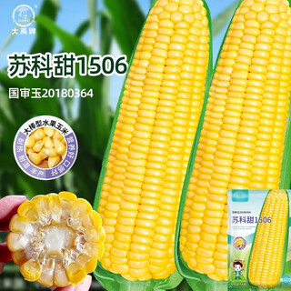 Dayu super sweet fruit corn seed old variety milky sweet glutinous big stick field seed grain packing early maturing old variety su ketian 1506 sweet fruit corn seed 200g national approval