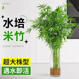 Linya hydroponic plants rice bamboo potted plants in the office water-raised green plant bonsai easy to feed 30-40cm*1 source straight hair