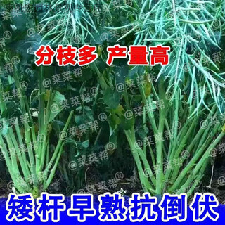 Butter rape seeds, low-stem, early-maturing, high-yielding, disease-resistant, drought-resistant, lodging-resistant original large-grained super-original seeds, one gram, pure yellow large-grained seeds - disease-resistant and stress-resistant