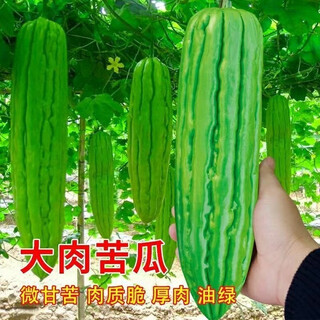 Bitter melon seedlings with soil, high yield and disease resistance, spring seedlings, local southern large-fleshed flat-top guangdong bitter gourd vegetable seedlings, large-fleshed bitter gourd seedlings (plug tray seedlings), 6 exquisite plants ()