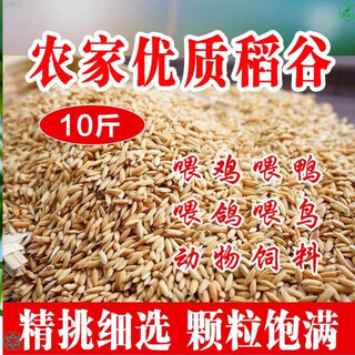 100 jin jin is equal to 0.5 kilogram. northeastern rice chicken feed is fed to chickens. rice with husk, rice with skin, rice is fed to chickens, ducks and goose feed. 5 jin jin is equal to 0.5 kilogram. 10 jin jin is equal to 0.5 kilogram. northeast high-quality seasonal rice has full grains and no empty shells.