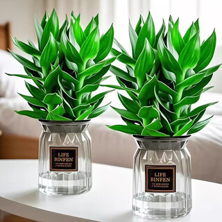 Qiayi hydroponic guanyin bamboo rich bamboo potted plants purify the air in the office and living room to feed desktop green plants. send 2 bottles of guanyin bamboo 6 pieces + light luxury resin bottle + sticker + nutrient solution