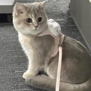 Amor cat traction rope cute rabbit chest and back anti-breakaway i-shaped cat walking rope dog release vest type cat chain pink rabbit 1.2m vest type s-recommended 2-6 jin jin is equal to 0.5 kg. the specific size is subject to bust size