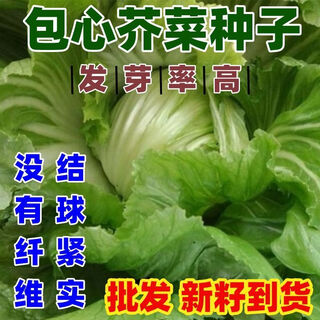 Packed mustard seeds, big meat cabbage, mustard seeds, pickled vegetable buns, easy to grow delicious vegetable seeds, packed mustard seeds 100g