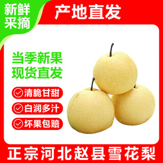 河北雪梨新鲜水果梨新梨脆甜多汁梨子冰糖雪梨整箱 【推荐】整箱5斤雪梨