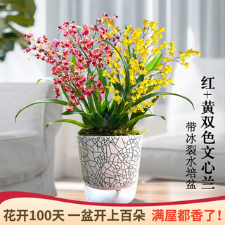 Liu ge orchid orchid perfume oncidium flower potted red + yellow set of 10 foils with ice crack hydroponic pot source straight hair