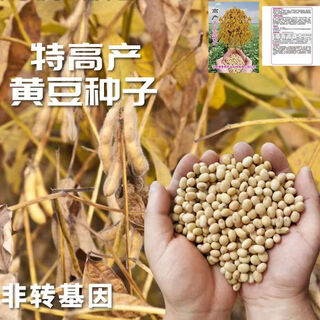 One thousand jin jin equals 0.5 kilograms of soybeans, soybean seeds, early soybean seeds, soybean seeds, extra large, early maturing, disease-resistant, soybean seeds, selected grains - 100 grains