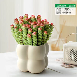 Xingxiang money string plant succulent potted flowers lucky money string large pot + square sugar resin pot straight from the source