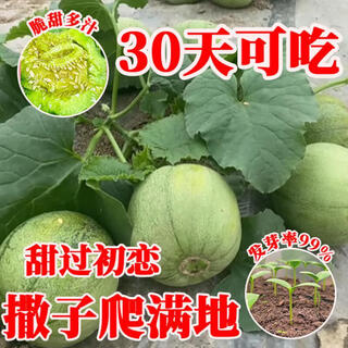 Qili emerald melon seed seedlings super sweet thin-skinned cantaloupe seeds green-skinned four seasons balcony vegetable and fruit seeds novice trial planting about 20 seeds