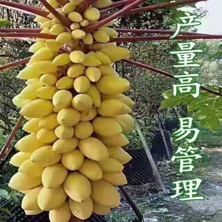 Hawaiian golden cream papaya seeds can be planted in potted fields and have a high germination rate of 100 seeds/pack of fruit seeds. new variety cream papaya seeds br high sweetness + easy to plant* about 100 seeds
