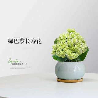 Shuzhimei kalanchoe green plant flowers a-grade green paris kalanchoe+spherical gray ice-cracked ceramic pot+bamboo support source straightening