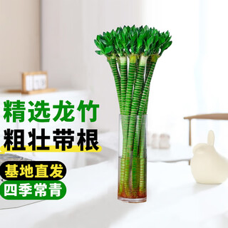 Jingyunmeng rich bamboo dragon bamboo water easy-to-grow plant potted lucky bamboo 40 dragon bamboo 10 roots straight from the source without bottle