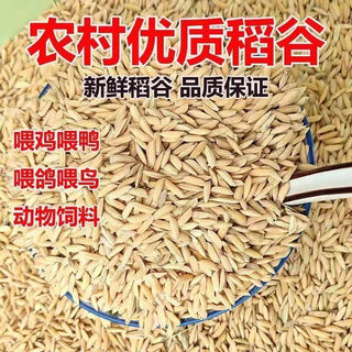 Feeding grains for chickens. brother jun feeds chickens. cheap rice, new rice, rice for chickens, pigeons, fighting cocks, hamsters and duck food. 0.6jin jin is equal to 0.5kg 0.3kg