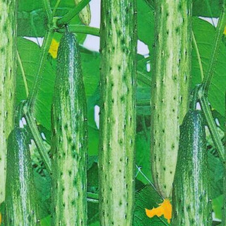 Shanhe white dry cucumber seeds heilongjiang wuchang shanhe white dry cucumber seeds delicious old varieties shanhe white dry cucumber seeds heilongjiang wuchang