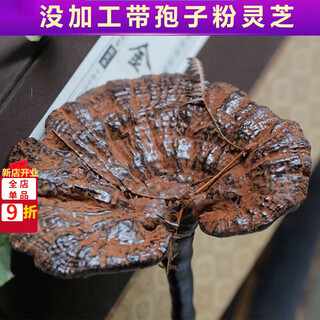 Fat donglai's same wild ganoderma lucidum pure natural purple ganoderma lucidum wild l raw mountain natural non-bitter pruned branch with spore powder 500 grams ganoderma lucidum sliced 10-16 pieces
