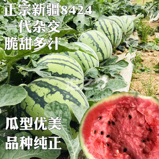 Thin-skinned rock sugar watermelon seeds xinjiang tianshan zaojia 8424 watermelon seeds early-maturing large fruit super sweet qi zaojia 8424 original 50g