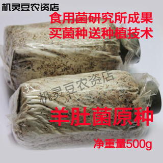Morel mother species, first-level species, original species, second-level species, cultivated species, third-level species, soil-covering cultivation, planting and technical information, 3 bags of morel nutrition bags