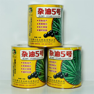 Hanfei oil 1701 agricultural oil 68 rapeseed seed high yield, high oil, short stem, cold resistant and disease resistant brassica rapeseed (9) miscellaneous oil no. 5 80g