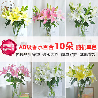 Yue colorful ab grade high-quality perfume lilies, various living flowers for home and office, kunming base, freshly picked for straight hair, 10 random single-color lilies (5 branches for double heads)