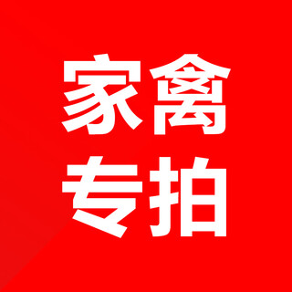 Xiaomuxia sulfonate for chickens, ducks, geese, pigeons, quail feed additives, poultry special shot, fluorobenzene