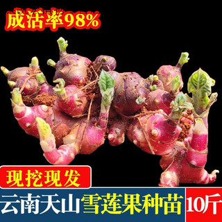 Yunnan yacon seeds are dug fresh red heart and yellow heart seedlings and bulbs are directly harvested from the fresh base. 3 jin jin is equal to 0.5 kg | red heart yacon super sweet