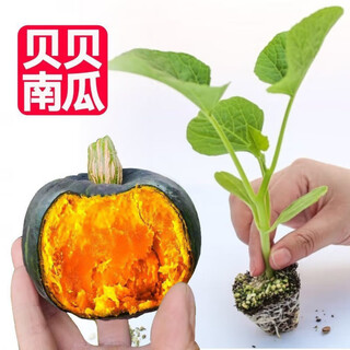 Authentic chestnut flavor real beibei pumpkin seedlings with soil for four seasons potted honey old pumpkins, take 3 + 3 trees (6 plants in total) (grade a) beibei pumpkin seedlings (strong seedlings)