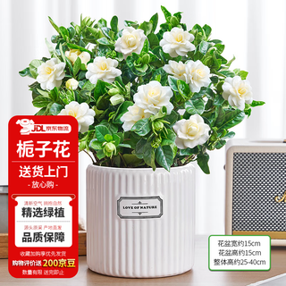 Gardenia flower with buds potted plants flowers multi-branch seedlings gardenia + longines pot source straight hair