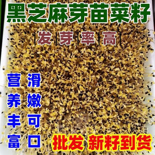 Black sesame seeds, sprouts seeds, hydroponic vegetable seeds, sown in all seasons, autumn fields, productive and healthy vegetable seeds. black sesame sprouts seeds. one jin jin is equal to 0.5 kilograms.
