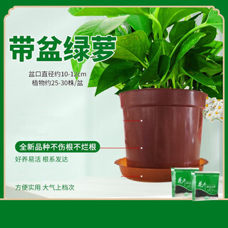 Yangjing green radish removes formaldehyde and is suitable for new houses to prevent formaldehyde wholesale green plants. large pots of green basket plants absorb formaldehyde and purify the air. 1 pot with a crown width of 16 cm comes with a tray and fertilizer. formaldehyde removal purifies the air.