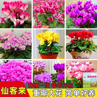 Cyclamen large flower seeds cyclamen potted seeds new year's eve plants flowers balcony can be potted to bloom in all seasons cyclamen seeds (all varieties) mixed color pack bvd263 new seeds 2 packs about 205 grains song song