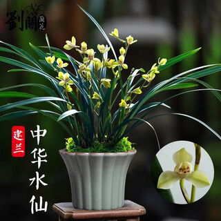 劉閣蘭花兰花中华水仙建兰室内阳台好养花卉盆栽 6苗当年开花裸根源头直发