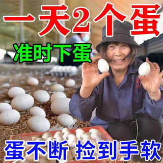 Ducks increase eggs, produce more eggs, and produce more eggs. king ducks lay eggs, produce eggs, encourage eggs, and improve egg quality. feed additives are specially used for breeding. buy five, get three free, 8 packages, and you will be soft when picking up eggs.