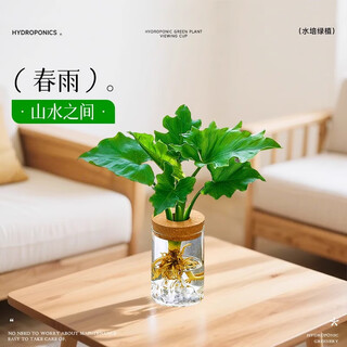 临雅水培植物办公室绿植室内好养轻奢高级感小盆栽春羽+杯源头直发