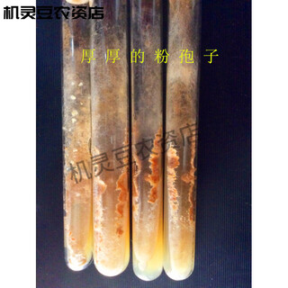 Morel mother species, primary species, second-level species, cultivated species, third-level species, soil-covering cultivation and planting. technical information will be provided. 1 morel mother species