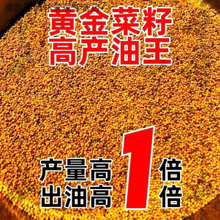 Butter rape seeds, low-stem, early-maturing, high-yielding, disease-resistant, drought-resistant, lodging-resistant original large-grained super-original seeds 300g large pods and large grains-freeze-resistant king