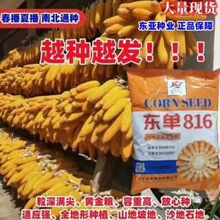 East asia small steel gun dongdan 1331 corn seed original first generation hybrid corn seed storage corn seed 1 bag/dongdan 816-about 6000 grains per bag