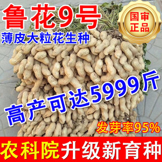 Shandong academy of agricultural sciences high-yielding peanut seeds luhua no. 9 large-grain early-maturing drought-resistant shelled original seeds agricultural science direct* high-yielding original seeds luhua no. 9-2jin jin is equal to 0.5 kg
