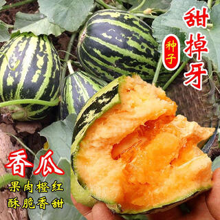 Tianfen rock sugar melon, sweet and tooth-dropping melon seeds, thin-skinned, super-sweet flower-skinned cantaloupe spring seeds, four-season fruits, autumn and summer, selected new species, cantaloupe seeds, original 300 capsules