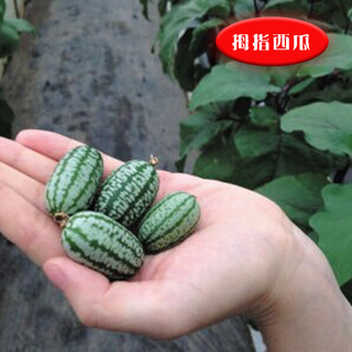 Thumb watermelon seed thumb watermelon can be planted in all seasons. mini small watermelon seeds can be grown in four seasons as potted fruit. 2jin jin is equal to 0.5kg.
