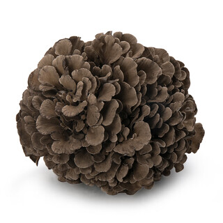 Maitake 120g (maitake mushroom)