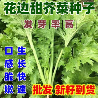 Lacey sweet mustard seeds, cold-resistant autumn sowing mosaic sweet mustard, field garden planting vegetable seeds wholesale, lacy sweet mustard seeds, large quantity and affordable, new seeds, selected packaging, 2 packs of 1600 seeds