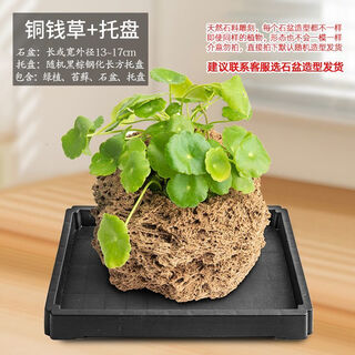 Absorbent stone flower pot, natural strange stone, absorbent stone, water-absorbing stone, raw stone stone pot, calamus succulent potted plant, bonsai micro-scape, 13-17cm stone pot + copper money grass, package 2