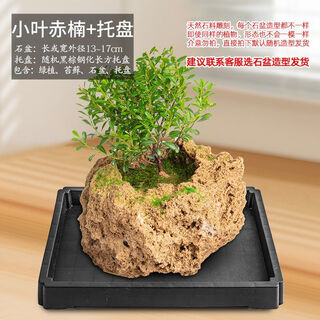 Water-absorbing stone flowerpot, natural strange stone water-absorbing stone, water-absorbing stone, raw stone stone pot, calamus succulent potted plant, bonsai micro-scape 13-17cm stone pot + small leaves, red nan, package 2