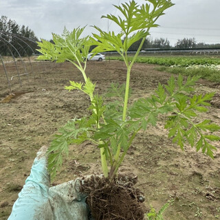 (pack of 50) chinese herbal medicine ligusticum chuanxiong seedlings for four seasons potted green plant seedlings edible ligusticum chuanxiong seeds for field planting 10 small leaves