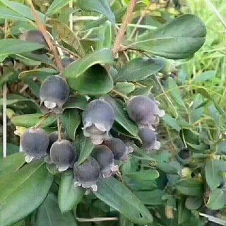 Ninja seeds mountain twisted fruit seeds dorney mountain twisted fruits mud myrtle twisted southern fruit seeds mountain twisted seeds simple pack (20 capsules)