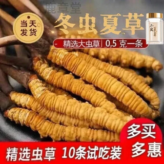 正宗雪山冬虫夏草正品干货高洁净虫草精选品质饱满无断草无空草 正宗藏区冬虫夏草精品2条/克10条